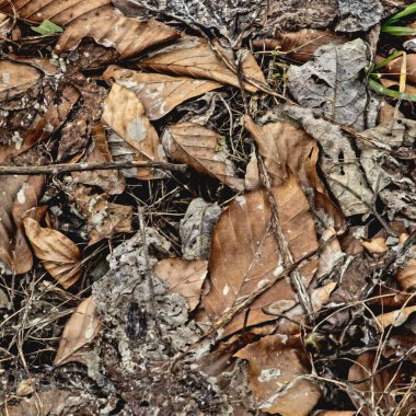 zemin kuru kahverengi yapraklar