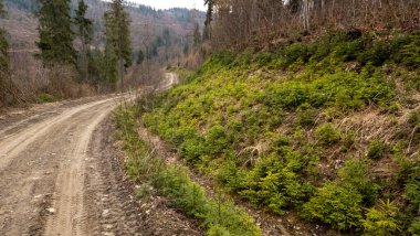 Dağlardaki Karpatlar 'da bir yol
