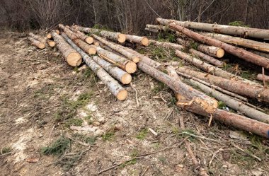 Orman için kesilmiş odun yığını.
