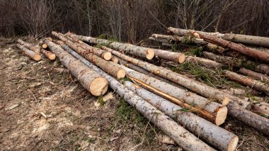 Ormanda bir odun yığını