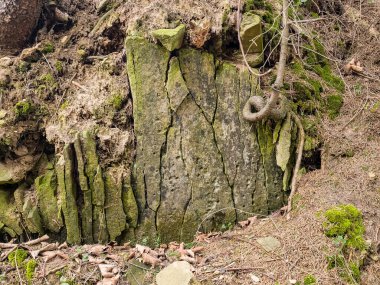 Yosun arkaplanındaki eski ağaç gövdesi