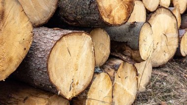 Ormanda odun yığını