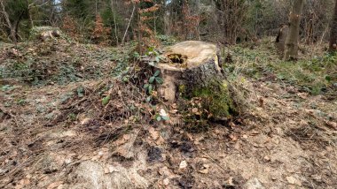 Ormandaki bir ağaç kütüğü. yüksek kaliteli fotoğraf