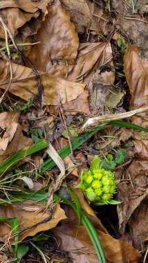 Baharda yeşil yapraklar