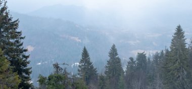 Çam ormanlı dağ manzarası