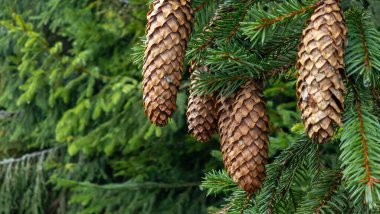 Parktaki dallarda genç kozalaklar