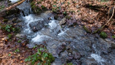 Ormanda küçük bir şelale
