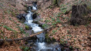 Ormanda güzel bir şelale
