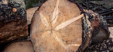 Ormanda bir ağaç gövdesi kestim..