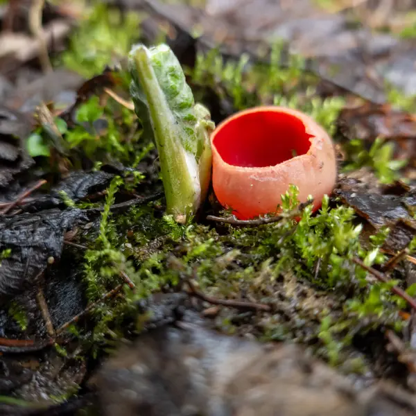 Ormandaki yosun arka planında kırmızı mantar fincanı