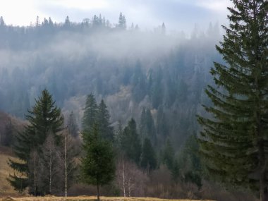 Ormanın güzel manzarası