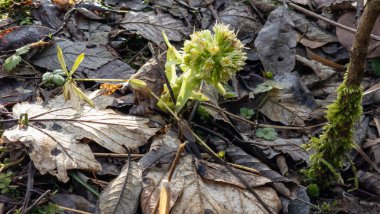 Ormanda güzel çiçekler