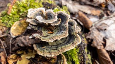 Ormandaki bir ağaç kütüğünün yakınına.