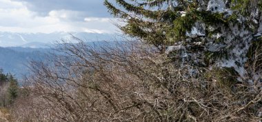 Dağlardaki güzel bir ağaç görüntüsü.