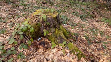 Ormanda devrilmiş ağaç kütüğü, yakın - yakın -