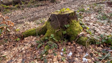 Ağaçların gövdesinde yosun ve yosun var.