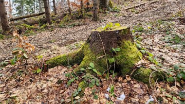 Ormandaki yaşlı ağaç.