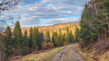yol ormanında sonbahar