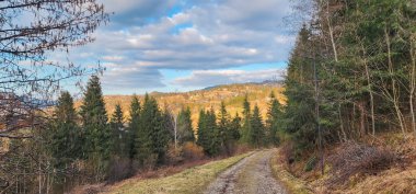 Güneşli bir günde ormana yol