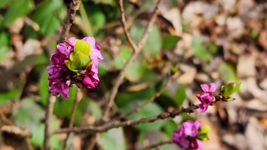 Bir ağaç dalında açan çiçeklerin yakın plan çekimi.