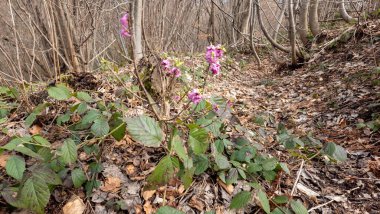 Bahar ormanında pembe çiçekler