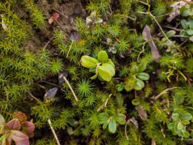 eski ahşap üzerinde yeşil yosun