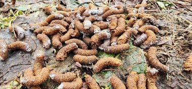 Sonbahar boyunca ormanda bir grup mantarın yakın çekimi.