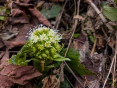 Ormandaki yeşil çiçeğe yakın, tarlanın derinliğine dikkat edin.