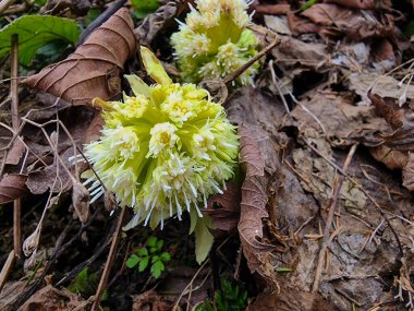 Ormanda sarı çiçek