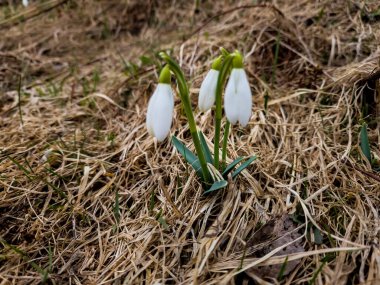 white snowdrops in the grass