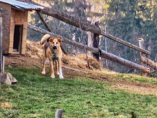 Dağlarda bir köpek