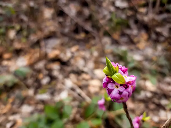 Lkbahar Çiçek Açan Kardamlaları Yakın — Stok fotoğraf