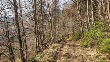 Ormandaki dağlarda yürüyüş parkurları