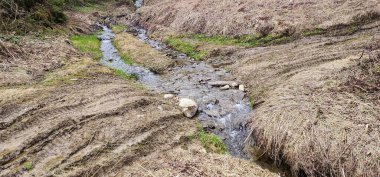 Ormanda küçük bir nehir.