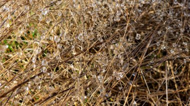 frost on dry grass