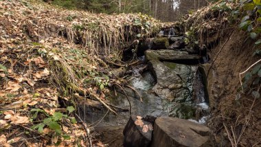 Ormanın güzel manzarası