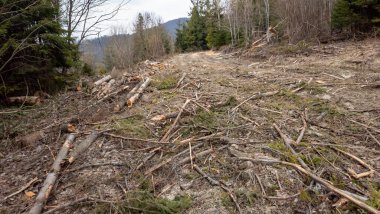 Baharda Karpat Ormanı