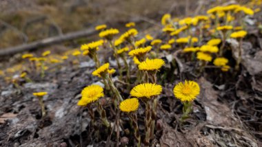Bahçedeki güzel çiçekler