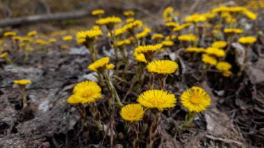 Bahçedeki sarı çiçekler.