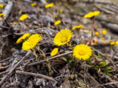 Güneşli bir günde bahar çiçekleri