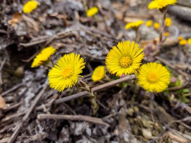 Bahar ormanında güzel sarı çiçekler