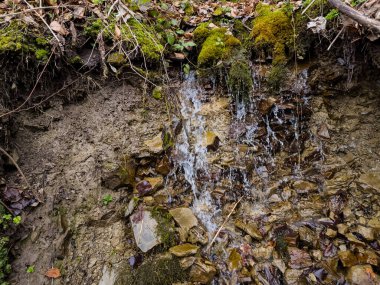 Ormandaki bir derenin deresi