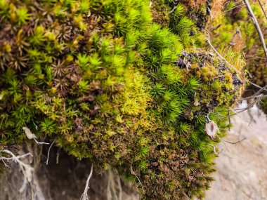 Ağaçta yosun ve yosun var.