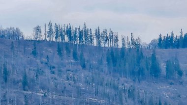 Karla kaplı ağaçlarla kaplı güzel kış manzarası