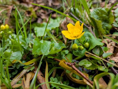 Baharda çimlerin üzerinde sarı çiçekler