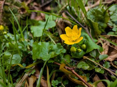 Bahçedeki sarı çiçekler