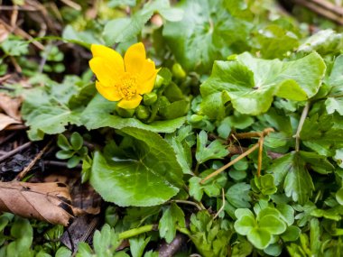 Ormanda sarı çiçekler