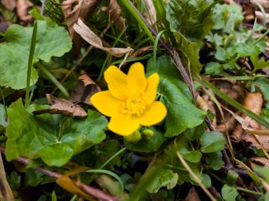 Çimenlerdeki sarı çiçek