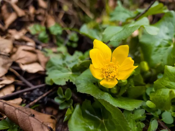 Žlutý Květ Ranunkula Zahradě — Stock fotografie