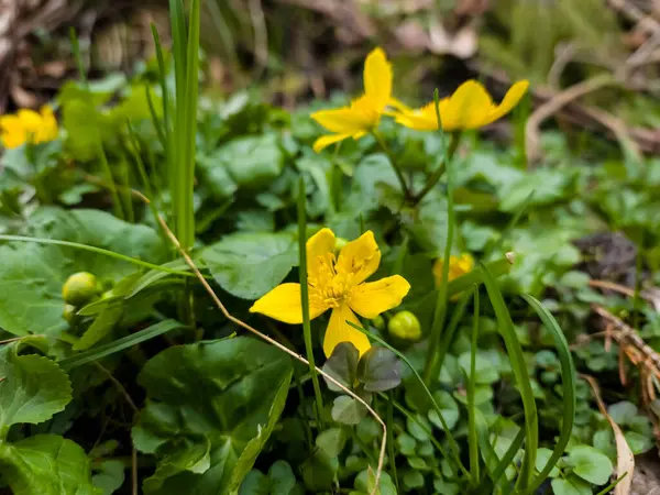 Krásný Jarní Žlutý Květ Lese — Stock fotografie